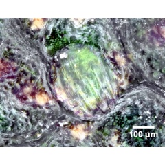 /filer/webapps/moths_gc/media/images/H/hyperpersea_Phyllocnistis_eggs_Lomeli-etal_2026_1.jpg