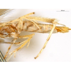 /filer/webapps/moths_gc/media/images/T/trigonophora_Epicephala_AF41_leg_ANIC.jpg