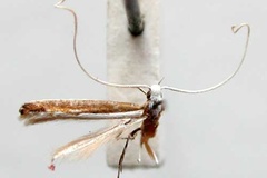 Cryptolectica monodecta