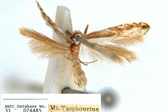 Epicephala trigonophora