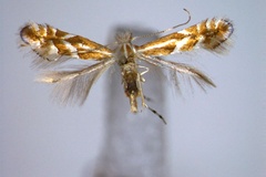 Phyllonorycter rostrispinosa