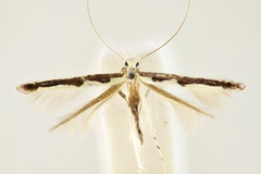 Cuphodes callimacha