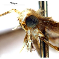 /filer/webapps/moths_gc/media/images/C/cornuta_Diphtheroptilia_HT_head2_ANIC.jpg