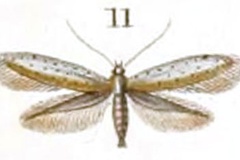 Aspilapteryx fringilella