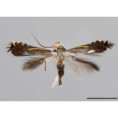 /filer/webapps/moths_gc/media/images/K/kawakitai_Phyllocnistis_HT_MNHN.jpg