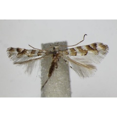 /filer/webapps/moths_gc/media/images/C/cupediella_Cupedia_A_ZSM.jpg