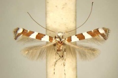 Cryptolectica terminalina