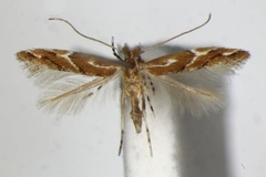 Phyllonorycter brunnea
