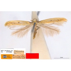 /filer/webapps/moths_gc/media/images/P/perixesta_Caloptilia_HT_ANIC.jpg