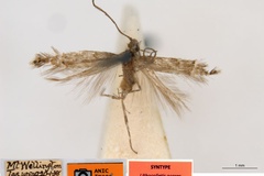 Aristaea acares