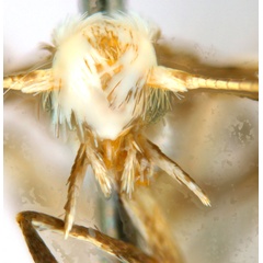 /filer/webapps/moths_gc/media/images/P/philippa_Epicephala_HT_head1_ANIC_PYtNf0y.jpg