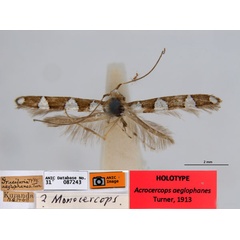/filer/webapps/moths_gc/media/images/A/aeglophanes_Acrocercops_HT_ANIC.jpg