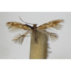 /filer/webapps/moths_gc/media/images/P/parvifoliella_Phyllonorycter_A_ZSM.jpg