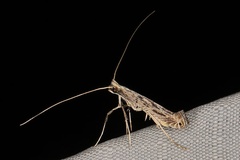Pleiomorpha virgata