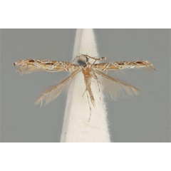 /filer/webapps/moths_gc/media/images/C/clisiophora_Acrocercops_ST_ANIC31-087231_dorsal.jpg