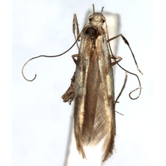 /filer/webapps/moths_gc/media/images/A/acerivorella_Caloptilia_A_WJDP.jpg