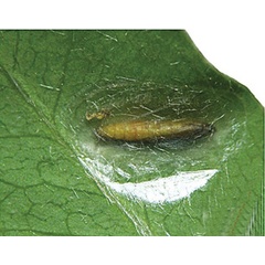 /filer/webapps/moths_gc/media/images/C/caraganella_Micrurapteryx_Pupa_Kirichenko-et-al_2016_129_76.jpg