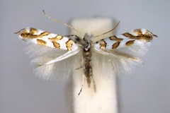 Phyllonorycter kuhlweiniella