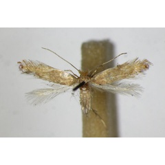 /filer/webapps/moths_gc/media/images/D/delitella_Phyllonorycter_A_ZSM_2.jpg