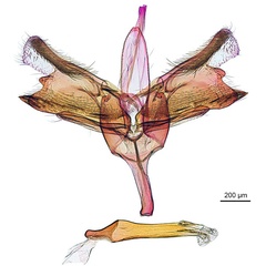 /filer/webapps/moths_gc/media/images/D/doddi_Epicephala_HT_GM_ANIC.jpg