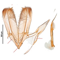 /filer/webapps/moths_gc/media/images/R/robiniella_Parectopa_GM_Kirichenko-et-al_2016_136.jpg