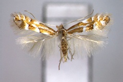 Phyllonorycter fagifolia