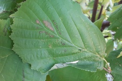 /filer/webapps/moths_gc/media/images/C/coryli-Phyllonorycter_M_02.jpg