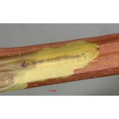 /filer/webapps/moths_gc/media/images/A/asiatica_Phyllocnistis_larva_van-Nieukerken-etal_2026.jpg