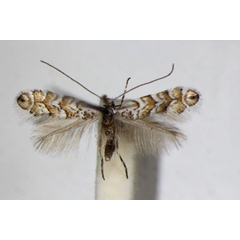 /filer/webapps/moths_gc/media/images/H/helianthemella_Triberta_A_ZSM_3.jpg