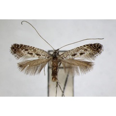 /filer/webapps/moths_gc/media/images/M/multimaculata_Parornix_A_ZSM.jpg