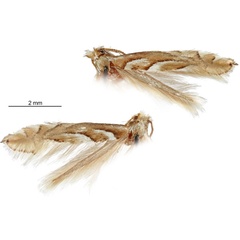 /filer/webapps/moths_gc/media/images/L/leucothorax_Phyllonorycter_A_Eiseman-et-Davis_2020_222.jpg