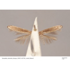 /filer/webapps/moths_gc/media/images/Z/zalosticha_Epicephala_PLT_ANIC31-053786_ventral.jpg
