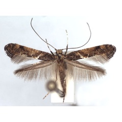 /filer/webapps/moths_gc/media/images/T/toubkalella_Gracillaria_PT_WJDP.jpg