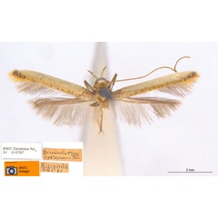 /filer/webapps/moths_gc/media/images/X/xystophanes_Caloptilia_HT_ANIC.jpg
