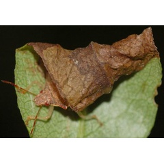 /filer/webapps/moths_gc/media/images/P/porphyretica_Caloptilia_mine3_Eiseman_2025_1841.jpg