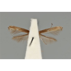 /filer/webapps/moths_gc/media/images/C/clisiophora_Acrocercops_ST_ANIC31-087233_ventral.jpg