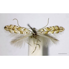 /filer/webapps/moths_gc/media/images/C/cistifoliella_Triberta_NT_ZSM_LR.jpg