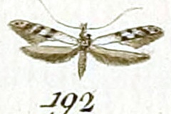 Caloptilia cuculipennella