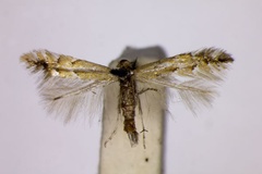 Phyllonorycter haasi