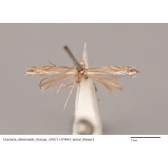 /filer/webapps/moths_gc/media/images/A/albistriatella_Epicephala_ST_ANIC31-074483_dorsal.jpg