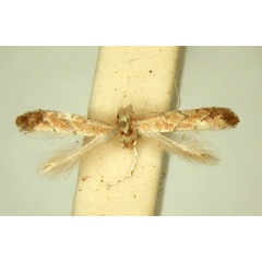 /filer/webapps/moths_gc/media/images/M/melanosparta_Phyllonorycter_HT_TMSA.jpg