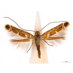 /filer/webapps/moths_gc/media/images/E/eumetalla_Polysoma_AF_A162_ANIC.jpg