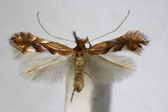 Phyllonorycter belotella