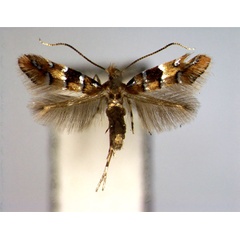 /filer/webapps/moths_gc/media/images/P/pulchra_Phyllonorycter_A_EIHU.jpg