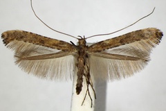 Caloptilia falconipennella