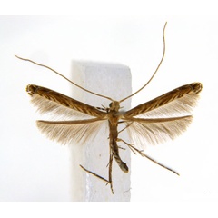 /filer/webapps/moths_gc/media/images/G/glochidia_Diphtheroptila_PT4_ANIC.jpg