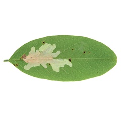 /filer/webapps/moths_gc/media/images/R/robiniella_Parectopa_mine_Schacht-etal_2026_82.jpg