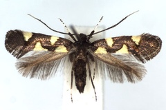 Calybites quadrisignella