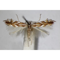 /filer/webapps/moths_gc/media/images/D/distentella_Phyllonorycter_A_ZSM_5.jpg