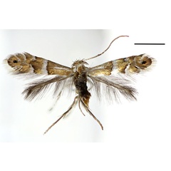 /filer/webapps/moths_gc/media/images/G/ginnalae_Phyllonorycter_A_Kim.etal_2024_400.jpg